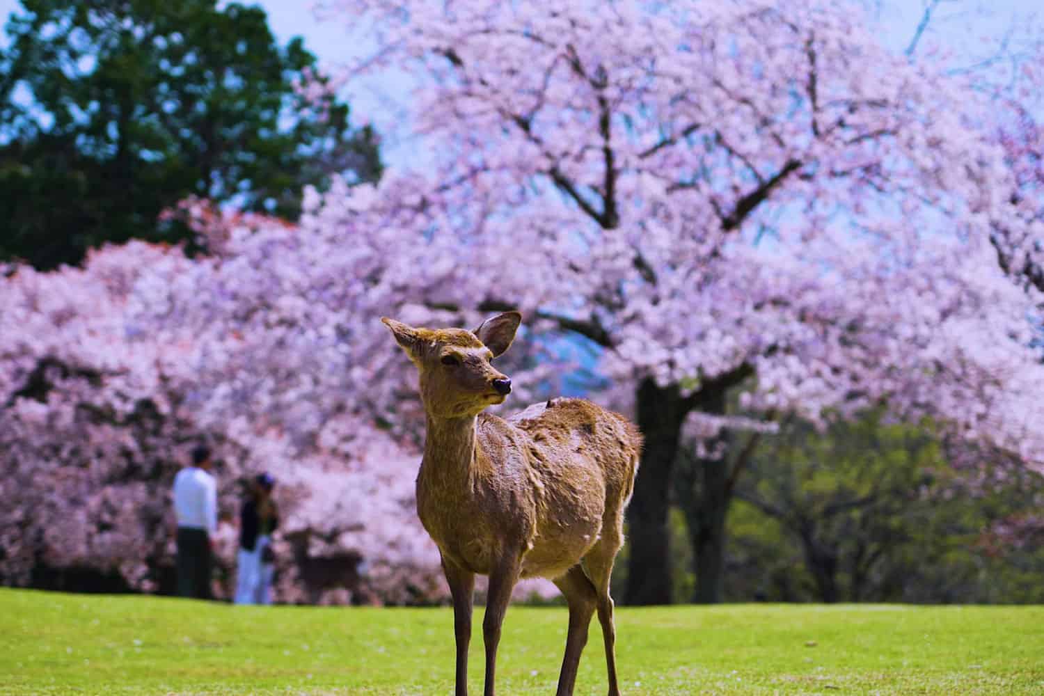 Japan Cherry Blossom Tour